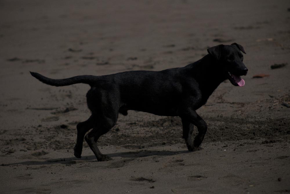 dog